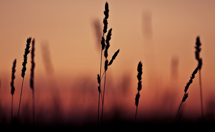 Grass Ears Sunset, silhouette of grass wallpaper, Nature, Sun and Sky, Grass, Sunset, Ears, HD wallpaper