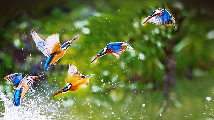 Beautiful birds, HD wallpaper
