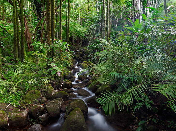 Tropical Stream, Nature, Forests, Green, Trees, Water, Tropical, Stream, Plants, Hawaii, Rainforest, hamakuacoast, hawaiitropicalbotanicalgarden, HD wallpaper