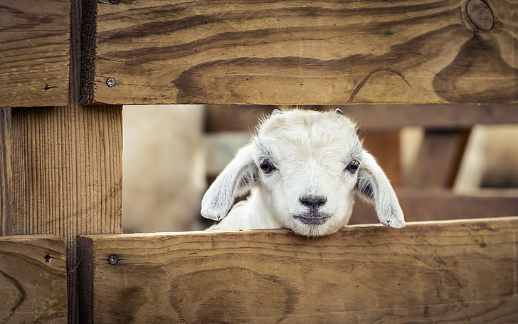 får, Marocko, Zoo de Temara, The Lucky Lamb, Rabat, HD tapet