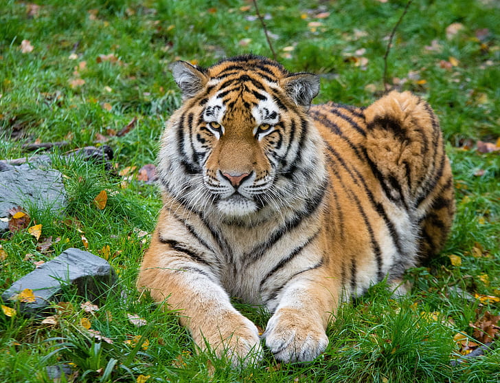 Tigre siberiano, tigre, depredador, gato grande, mentiras, Fondo de pantalla HD