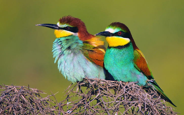 Bee Or Gold Woodpecker Merops Apiaster L Is The Most Dangerous Birds For Bees Also The Most Beautiful European Bird Has Feathers Of Various Colors One Bird Can Eat 150 200 Bee 2560×1600, HD wallpaper