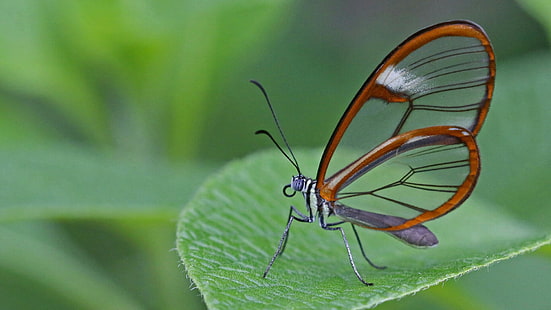 пеперуда, насекомо, грета ото, пеперуда със стъклени крила, безгръбначен, макро фотография, опрашител, наблизо, организъм, дива природа, мрежести крилати насекоми, пеперуда с крака, HD тапет HD wallpaper