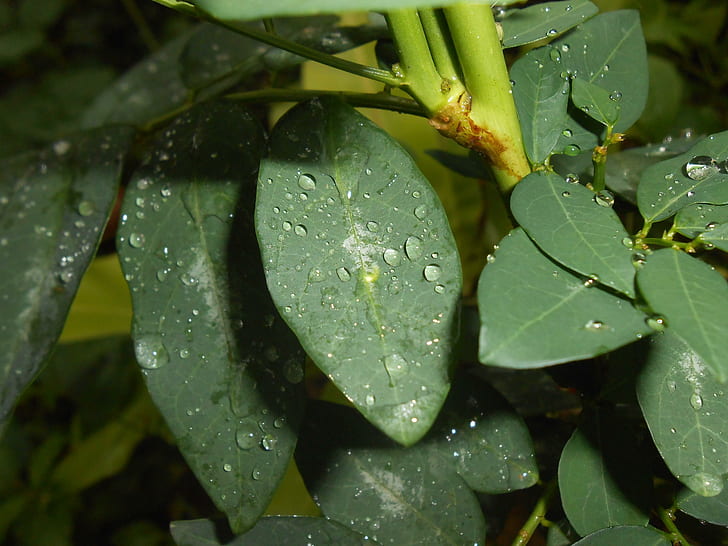 hojas, hojas, burbujas de agua, hojas, lluvia, Fondo de pantalla HD
