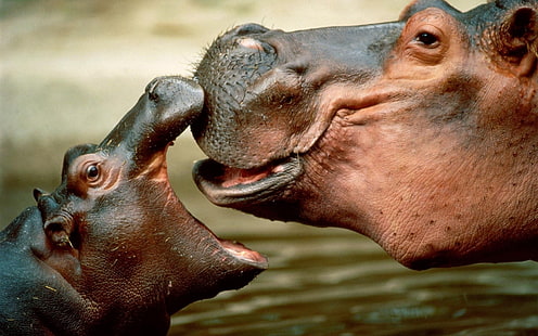 Familia hipopótamo, hipopótamo, Fondo de pantalla HD HD wallpaper