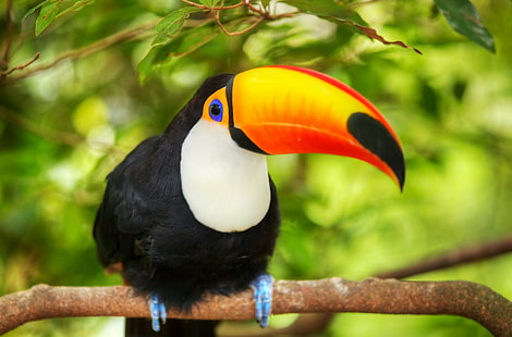นก Toco toucan จะงอยปาก Toucan, วอลล์เปเปอร์ HD HD wallpaper
