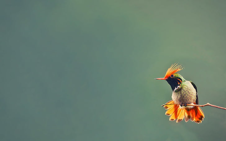 นกสีน้ำตาลและสีเหลืองพื้นหลังนกสาขาฮัมมิ่งเบิร์ด, วอลล์เปเปอร์ HD