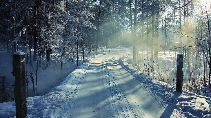 snow walkway between bare trees, snow, winter, road, trees, landscape, sunlight, HD wallpaper