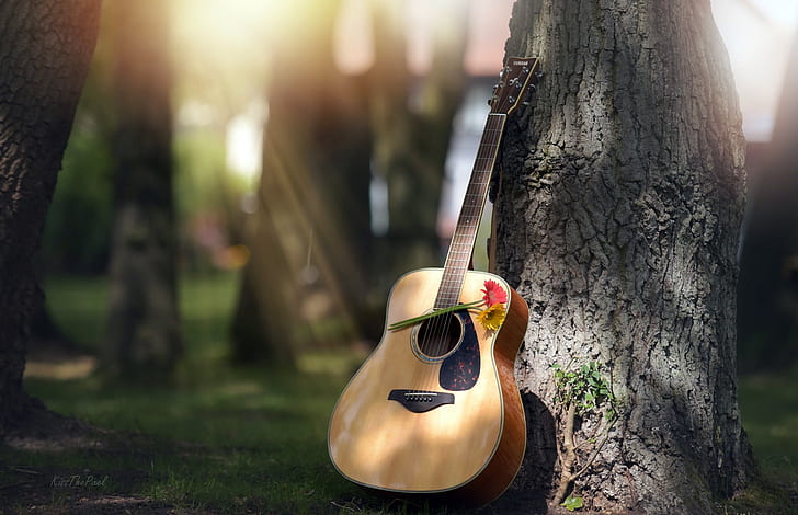 Guitar And Flower HD wallpapers free download | Wallpaperbetter