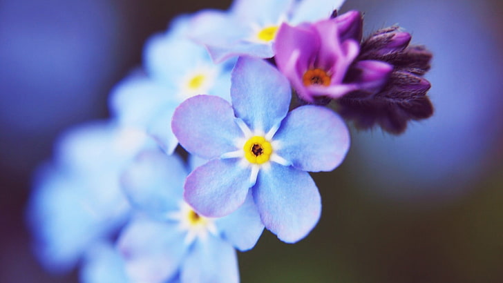 fiore viola, fiori, macro, Sfondo HD