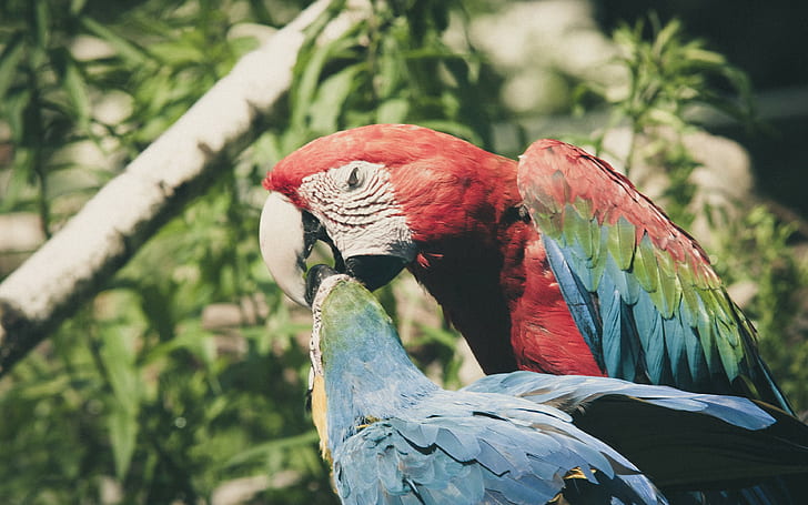 parrot, macaw backgrounds, bird, multicolored, Download 3840x2400 parrot, HD wallpaper