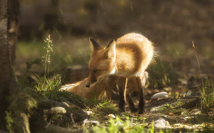 Fuchs riecht am Gras, Braunfuchs, Tiere, 2560x1600, Gras, HD-Hintergrundbild
