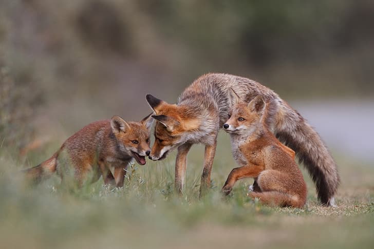 forest, nature, family, Fox, cubs, Emi, HD wallpaper