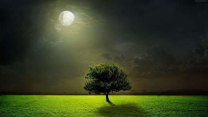 księżycowe, ciemne, nocne niebo, ciemność, samotne drzewo, samotne drzewo, pole, trawiasta nawierzchnia, pełnia księżyca, drzewo, światło księżyca, księżyc, noc, trawa, chmury, niebo, łąka, Tapety HD