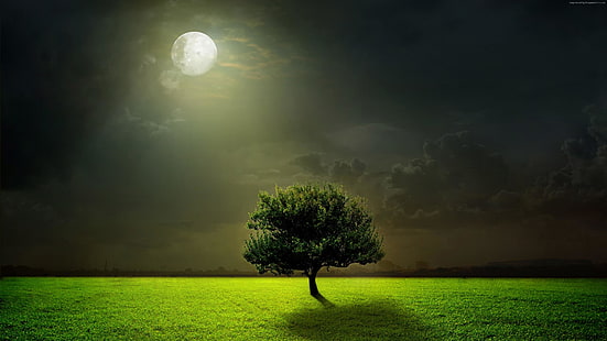 лунен, тъмен, нощно небе, тъмнина, самотно дърво, самотно дърво, поле, тревни площи, пълнолуние, дърво, лунна светлина, луна, нощ, трева, облаци, небе, ливада, HD тапет HD wallpaper