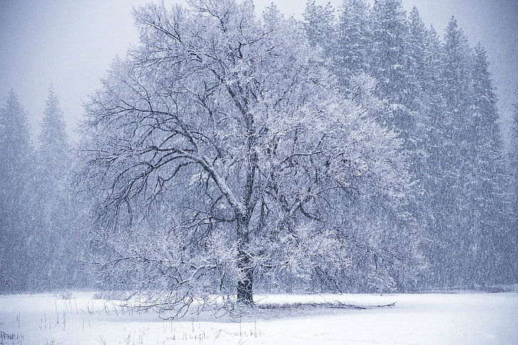 albero coperto di neve, alberi, nevicate, inverno, brina, Sfondo HD