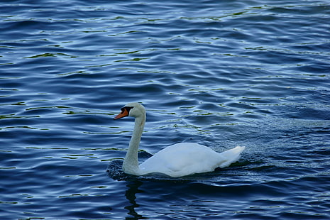 white swan on body of water, white swan, body of water, Rhein, Altrhein, Natur, FE, OSS, Sony_Alpha, swan, bird, lake, nature, animal, water, pond, wildlife, swimming Animal, reflection, HD wallpaper HD wallpaper