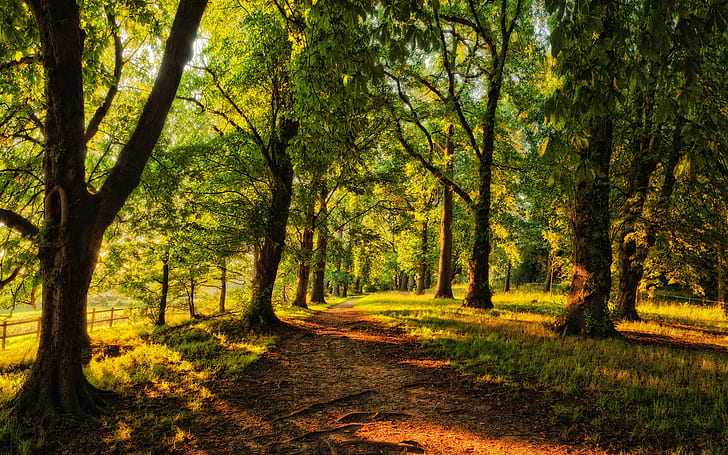 warna, pagar, hutan, hijau, lanskap, cahaya, alam, jalan, jalan, musim, musim semi, musim panas, sinar matahari, pohon, Wallpaper HD