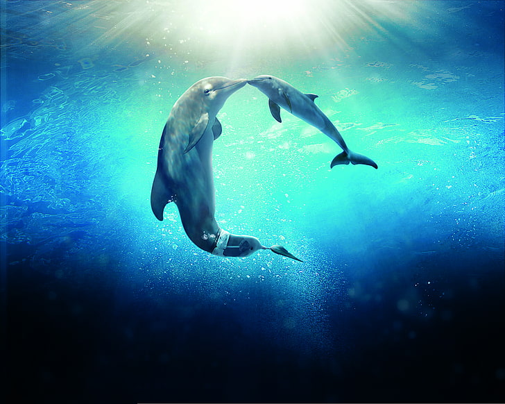 two dolphins, Dolphin, Sun, Water, Line, Wallpaper, Family, Ocean, Year, Sea, Morgan Freeman, Movie, Film, 2014, Animals, Warner Bros. Pictures, Drama, Dolphins, Supplies, Ashley Judd, Dolphin Tale 2, Beam, Solar, Dolphin Tale, Tale, HD wallpaper