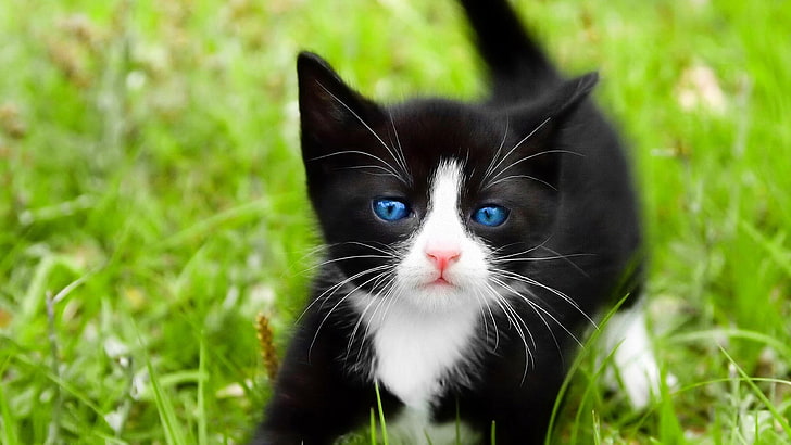 anak kucing, kucing, imut, rumput, mata biru, kucing, buram, Wallpaper HD