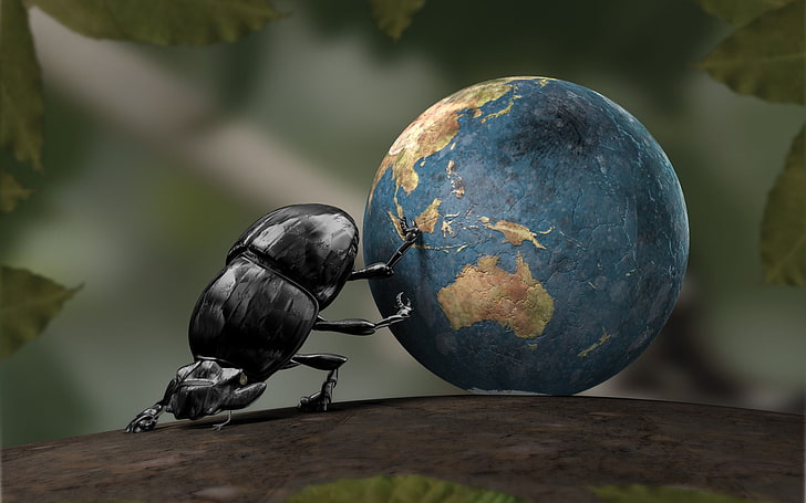 black beetle, beetles, HD wallpaper