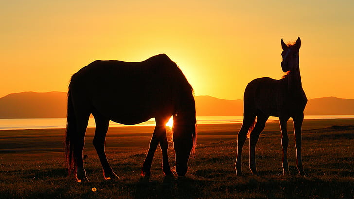 horse kyrgyzstan song kul sunset lake silhouette, HD wallpaper