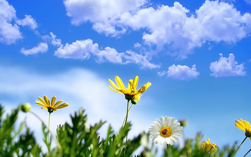 Sonniger Frühling, Frühling, sonnig, HD-Hintergrundbild HD wallpaper