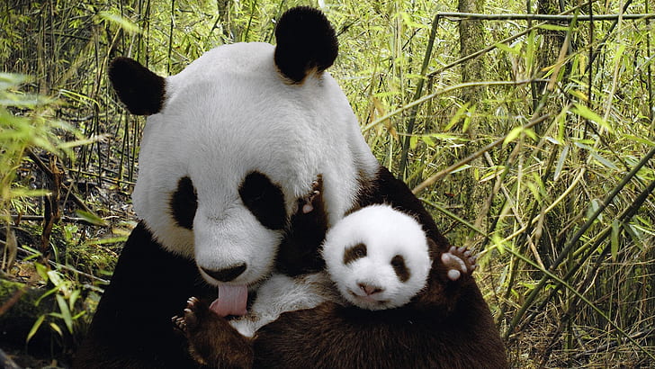 natura animali panda reca sfondo 1920x1080 Animali Orsi HD Arte, natura, animali, Sfondo HD