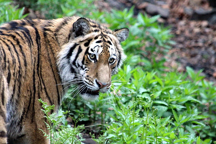 amur tiger, beast, beast of prey, grass, panthera tigris altaica, predator, tiger, ussurian tiger, view, views, wild cat, HD wallpaper