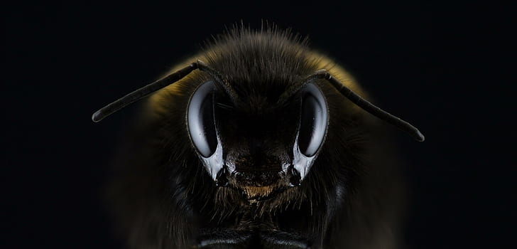 abelha, olho, mel, hummel, apicultura, bombus, inseto, HD papel de parede