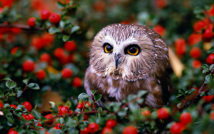 Owl In Fruit Orchard, orchard, raptor, cute, fruit, animals, HD wallpaper