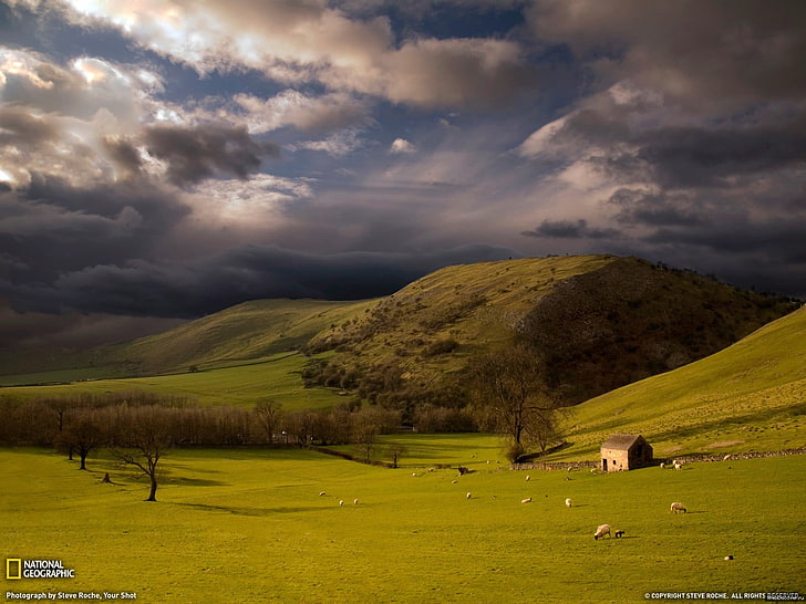 green grass, sky, hills, HD wallpaper