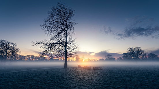 мъглива сутрин, мъгла, самотно дърво, самотно дърво, поле, изгрев, зора, небе, природа, атмосфера, зима, хоризонт, дърво, HD тапет HD wallpaper