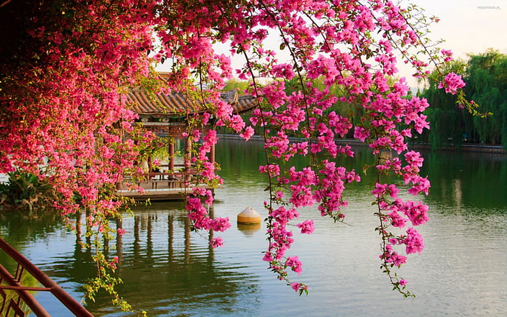 Розови пролетни цветя в парка Китайски кунмин Китай Hd Wallpaper, HD тапет