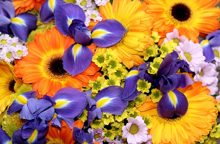 лилави и жълти цветя, ириси, гербери, хризантеми, цветя, букет, ярки, HD тапет