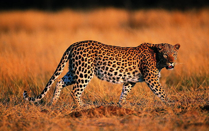 кафяв тигър, леопард, ходене, трева, лов, хищник, голяма котка, HD тапет