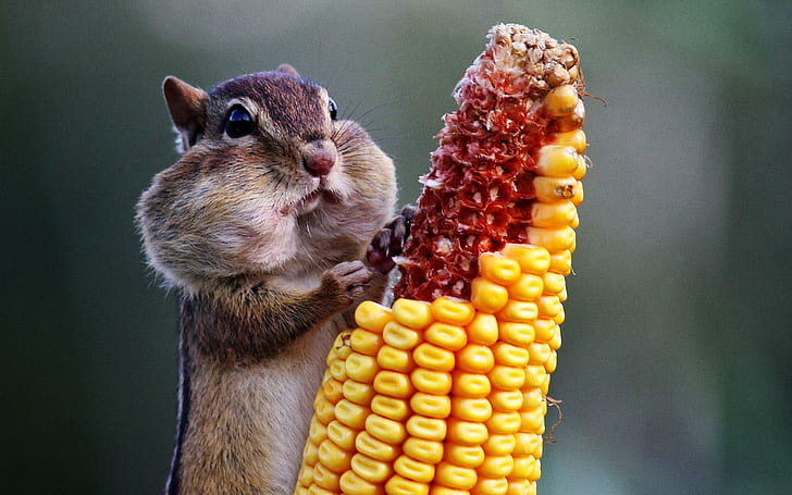Chipmunk Eating Corn, maïs, arrière-plan, écureuil, Fond d'écran HD