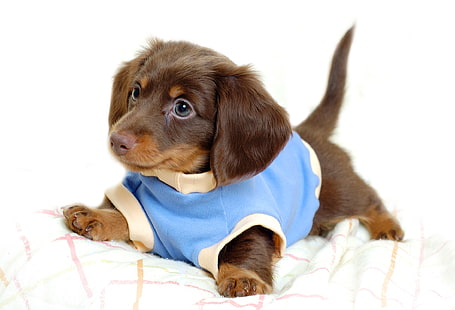 negro y marrón perrito salchicha, perro, bebé, cachorro, Fondo de pantalla HD HD wallpaper