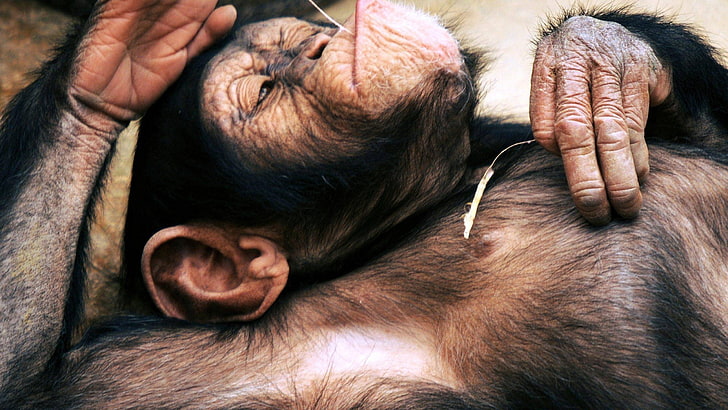 Affentier, Schimpansen, Tiere, Affen, entspannend, HD-Hintergrundbild