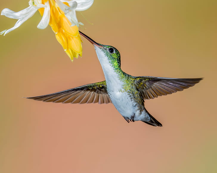 humming bird near yellow flowers close up photography, Andean Emerald, humming bird, yellow, flowers, close up photography, Lens, hummingbird, bird, animal, hovering, flying, iridescent, wildlife, feather, spread Wings, nature, aviary, beak, animal Wing, multi Colored, HD wallpaper