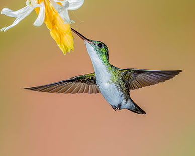 humming bird near yellow flowers close up photography, Andean Emerald, humming bird, yellow, flowers, close up photography, Lens, hummingbird, bird, animal, hovering, flying, iridescent, wildlife, feather, spread Wings, nature, aviary, beak, animal Wing, multi Colored, HD wallpaper HD wallpaper