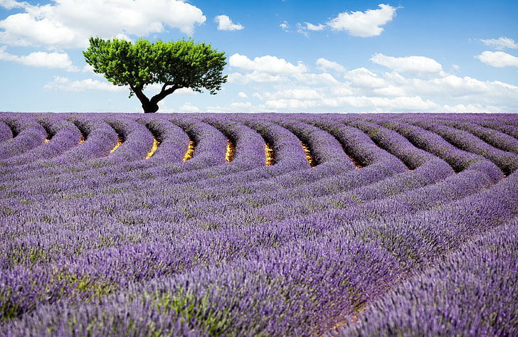 lavender field 4k download backgrounds for pc, HD wallpaper