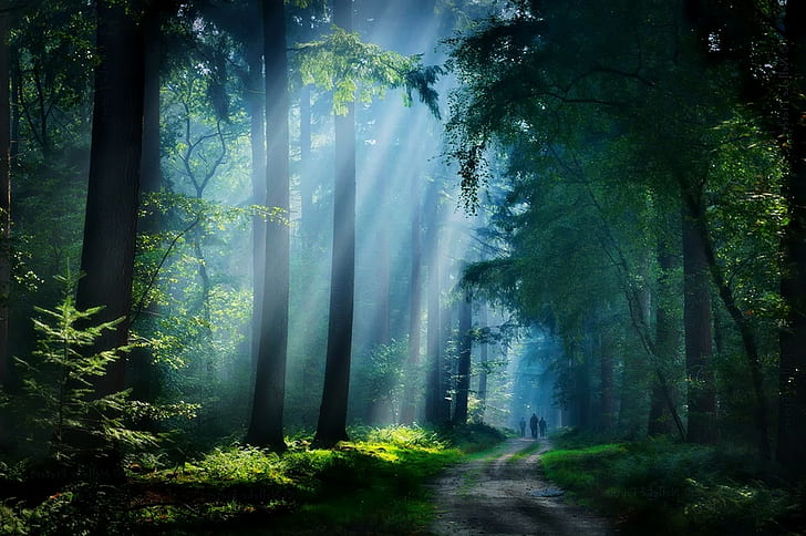 เดินชมธรรมชาติภูมิทัศน์ป่าไม้ถนนลูกรังแสงแดดต้นไม้หมอกเส้นทางแสงแดดพุ่มไม้, วอลล์เปเปอร์ HD