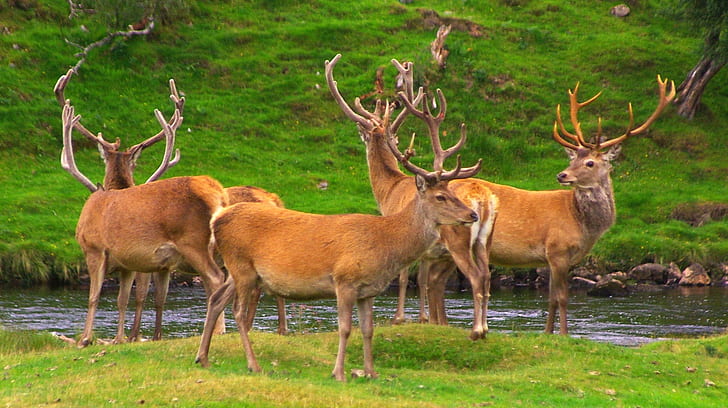 five deer oh green grass beside river, stags, stags, Stags, five, oh, green grass, river, Dunrobin castle, Birds of prey, Golden eagle, Falcon, Stag, Deer, Barn owl, Eagle owl, Summer holidays, wildlife, nature, antler, animal, mammal, animals In The Wild, forest, outdoors, horned, HD wallpaper