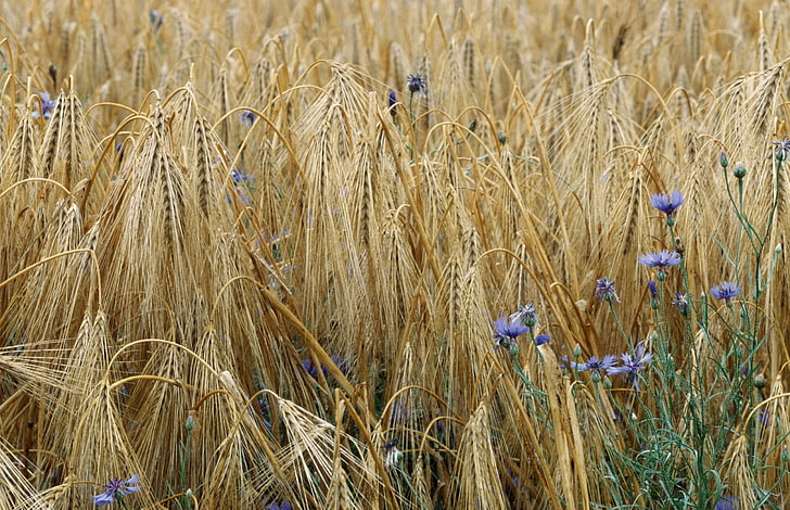 campo de hierba beige, trigo, campo, flores, espiguillas, acianos, Fondo de pantalla HD