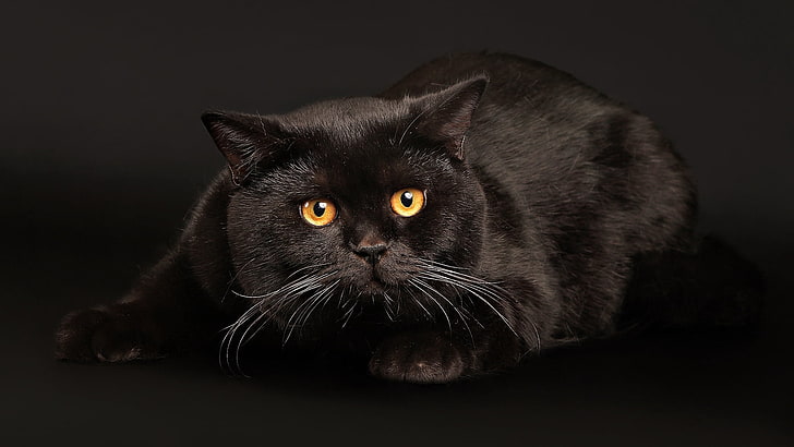 черная кошка, кот, лежа, страх, темный фон, HD обои