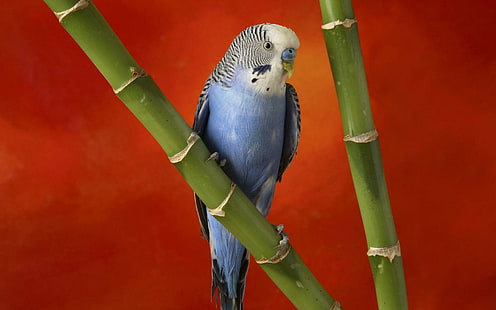 Colorful Budgerigar, blue and black budgerigar, colorful, budgerigar, animals and birds, HD wallpaper HD wallpaper