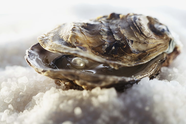 white pearl, clams, pearl, ice, seafood, HD wallpaper