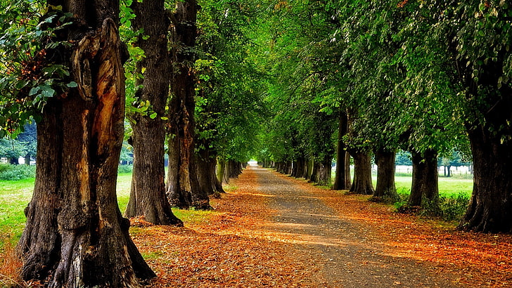 الأشجار الخضراء وصور الطريق، الأشجار، طريق، أوراق الشجر، طريق ترابي، أوراق الشجر، أخضر، بني، خلفية HD