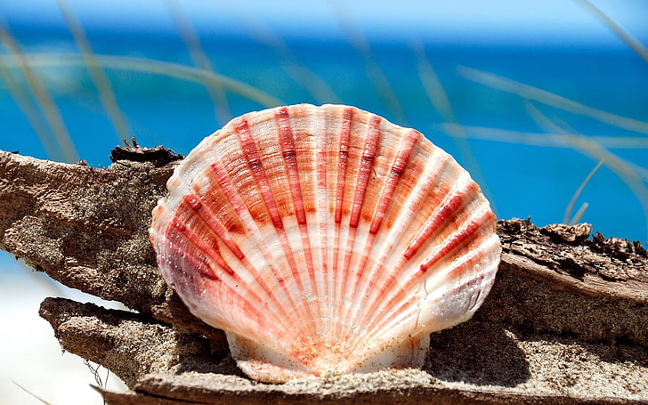 brown and white sea shells, shell, sea, stones, form, HD wallpaper